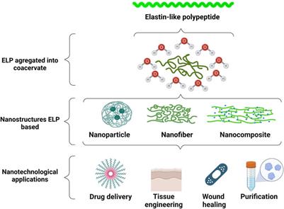 Elastin-like Polypeptides in Development of Nanomaterials for Application in the Medical Field